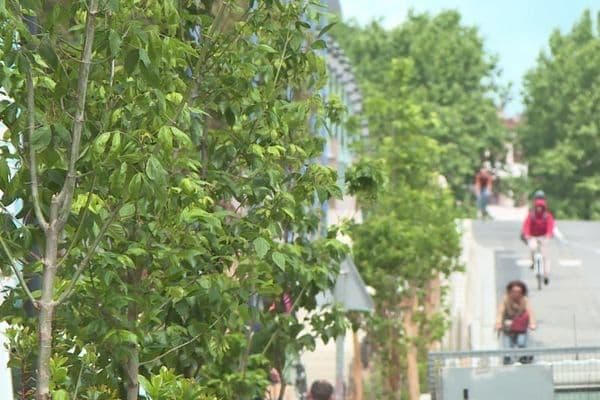 Toulouse Plus Fraîche : un plan d’adaptation en 30 actions 