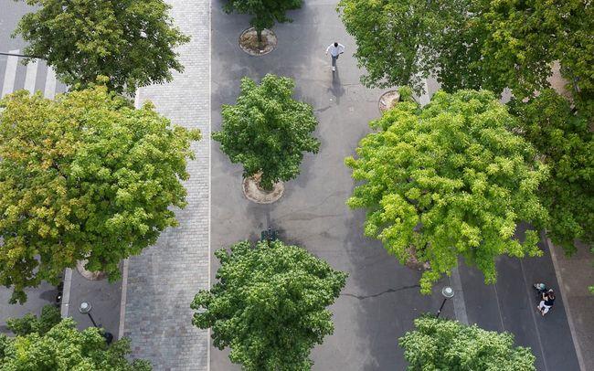 Les arbres d’alignement : outils de rafraîchissement urbain à Paris