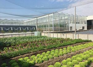 Agriculture urbaine en toiture
